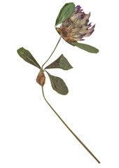 Dry clover flower isolated on white background. Dried plant. Herbarium. Botanic