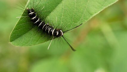 During the day, a caterpillar was crawling on the leaves. It seemed like this caterpillar was still young and needed to eat a lot.