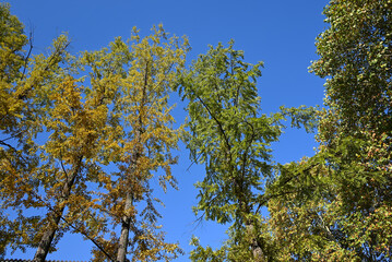 green and yellow leaves against blue sky in sunny afternoon