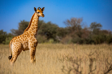 Kalahari Giraffe