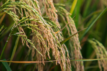 Golden grain rice spike harvest of Rice field. Selective Focus
