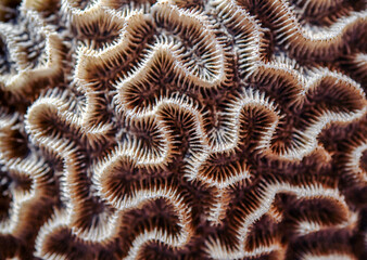 Brain Coral Pattern