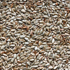 sunflower seeds background