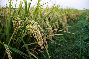 Golden grain rice spike harvest of Rice field. Selective Focus