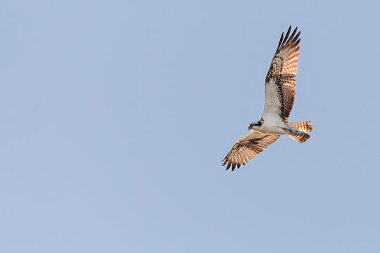 Osprey (Pandion haliaetus) flying against a blue sky, Scotland