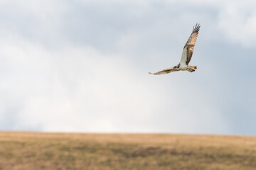 Osprey (Pandion haliaetus) flying, Angus, Scotland
