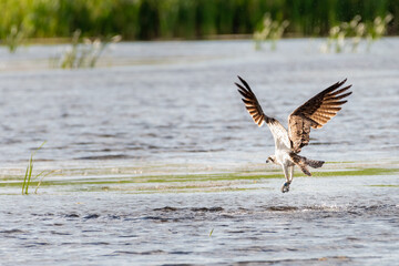 Osprey (Pandion haliaetus) fishing, Loch of Kinnordy, Scotland