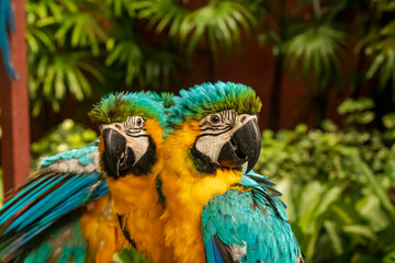 Headshot of a blue, green and yellow Macaw with a very cool bokeh background suitable for use as wallpaper, animal education, image editing material and so on.