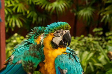 Headshot of a blue, green and yellow Macaw with a very cool bokeh background suitable for use as wallpaper, animal education, image editing material and so on.