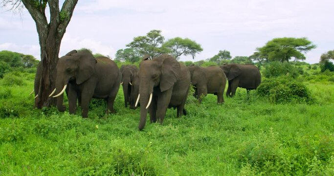 A close shot of a small herd of African savanna elephants in a field.