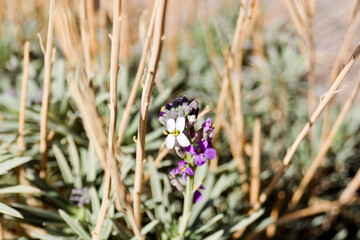 Erysimum scoparium en el Teide, Tenerife