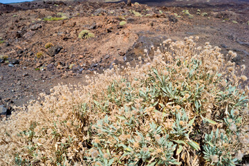 Flores secan en el Parque Nacional del Teide