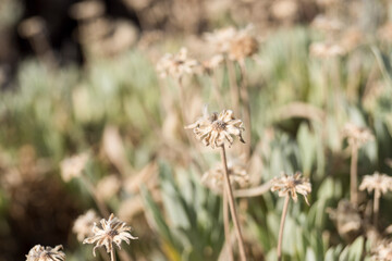 Flores secan en el Parque Nacional del Teide