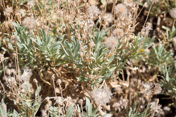 Flores secan en el Parque Nacional del Teide