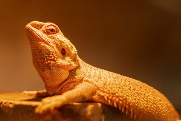 Headshot of a Bearded Dragon with a very cool bokeh background suitable for use as wallpaper,...