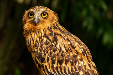 Head shot of an owl with a very cool bokeh background suitable for use as wallpaper, animal education, image editing material and so on.