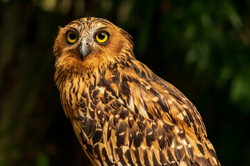 Head shot of an owl with a very cool bokeh background suitable for use as wallpaper, animal education, image editing material and so on.