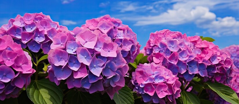 In the beautiful season of summer nature awakens with vibrant colors and lush green leaves adorned with stunning flowers and delicate petals Hydrangeas known for their amphoteric nature bloo