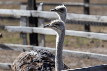 Each ostrich's visage is a study in unique character, with large, soulful eyes that seem to reflect the world around them. Their long, graceful necks complement the angular features of their beaks.