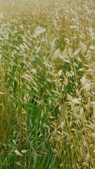 A field in Dracénie in the region Provence-Alpes-Côte d’Azur in France, in the month of June