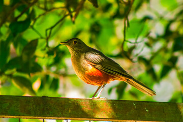 Bird on a branch