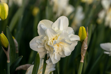 White flower of daffodil Narcissus cultivar Obdam from Double Group © Olga Seyfutdinova 