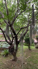 beautiful garden in the hotel