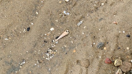 cute shell on the sand
