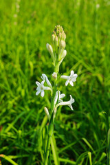 White flowers in the field north of Bangladesh, Tuberose or Rajnigandha flowers in the field