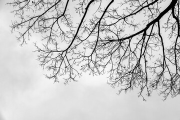 Fototapeta na wymiar Bare maple tree branches are under bright sky, abstract photo