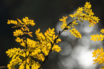 Yellow autumn leaves of Caragana arborescens