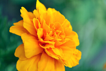 yellow flower in the garden