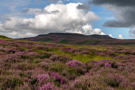 Purple heather at Simonside