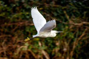 little egret