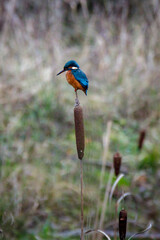 kingfisher on the reed
