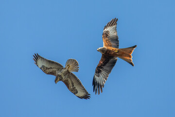 Red kite and buzzard