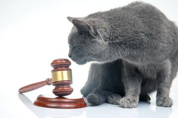 gray cat and a hammer for making judicial decisions on a white background. laws to protect animals