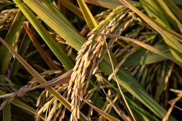 Grain rice spike agriculture field landscape view