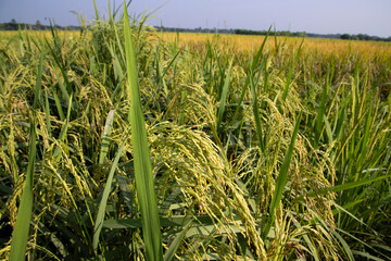 Grain rice spike agriculture field landscape view