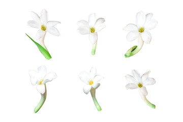 Set of white Tuberose or Rajnigandha flowers isolated on a transparent background. Clipping path included