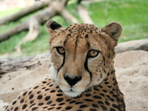Portrait of a cheetah looking at the camera