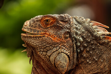 Fototapeta premium Head shot of a red iguana with a very cool bokeh background suitable for use as wallpaper, animal education, image editing material and others. 