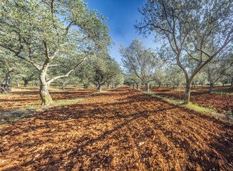 Picture of a large olive grove in Croatia in summer