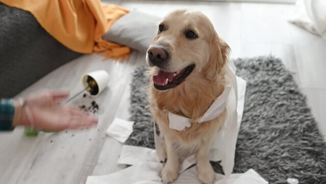 Golden retriever dog looking guilty at girl owner after playing with toilet paper in living room. Woman scolds pet doggy for mess with tissue paper at home