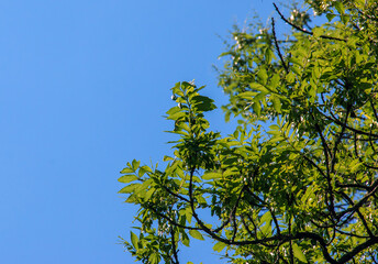 Fototapeta premium Lantern tree or golden rain tree. botanical name Koelreuteria paniculata. Common deciduous street tree.