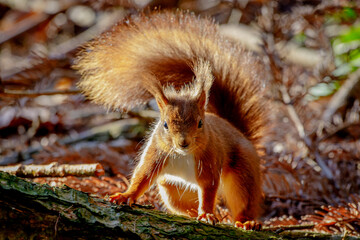 Red squirrel
