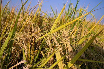 Grain rice spike agriculture field landscape view