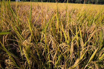 Grain rice spike agriculture field landscape view