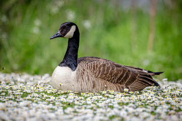 goose on the grass