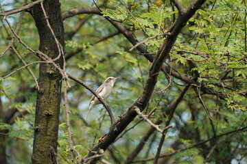 Woodshrike posing in the canopy